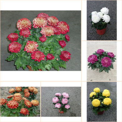 Chrysanthèmes multifleurs variés