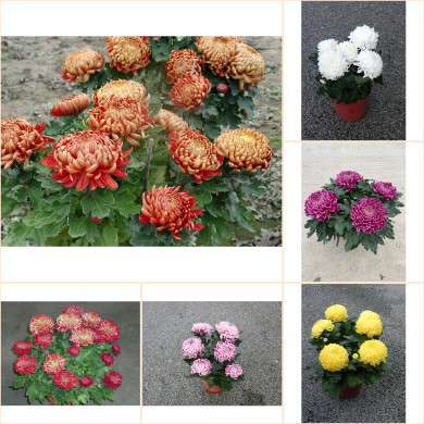 Chrysanthèmes multifleurs variés
