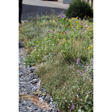 Carré de vivaces 8605 Sun (0,14m²)