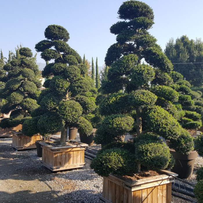 Ilex crenata