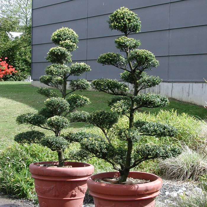 Ilex crenata