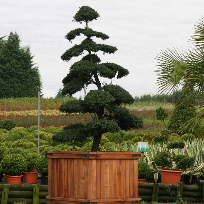 Ilex crenata