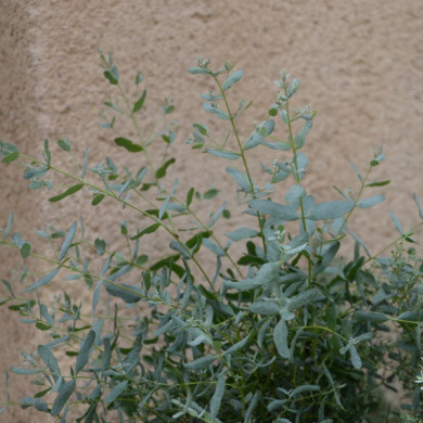 Eucalyptus gunnii France Bleu® 'Rengun'