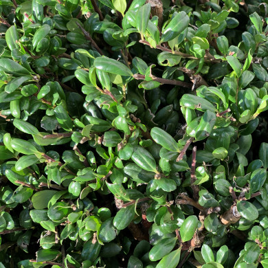 Ilex crenata