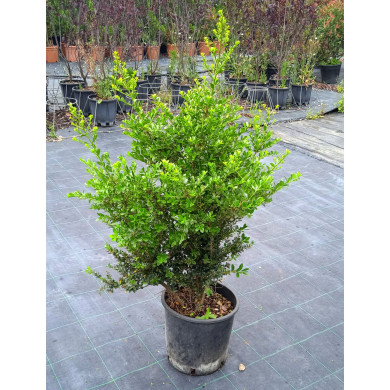 Ilex crenata