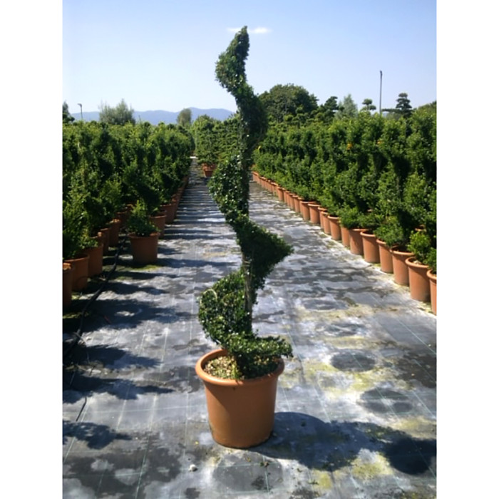 Ilex crenata