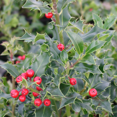 Ilex aquifolium 'Alaska'