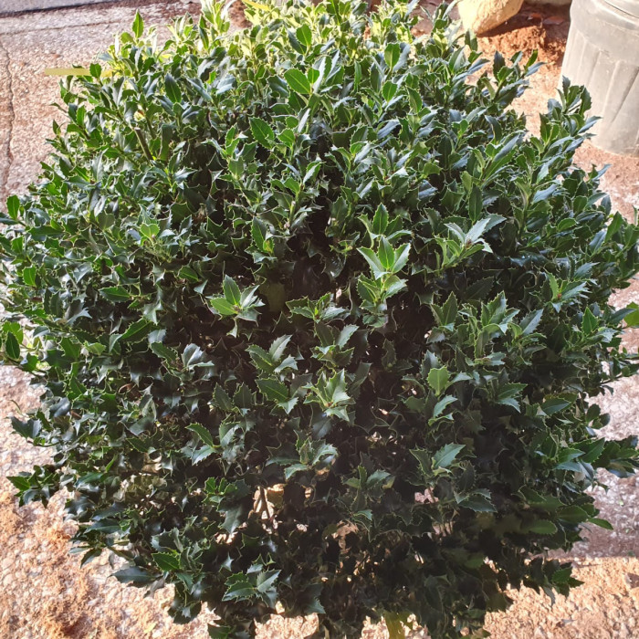 Ilex aquifolium