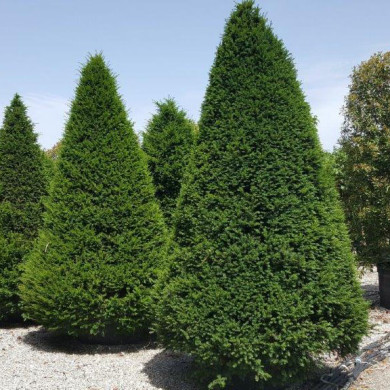 Taxus baccata