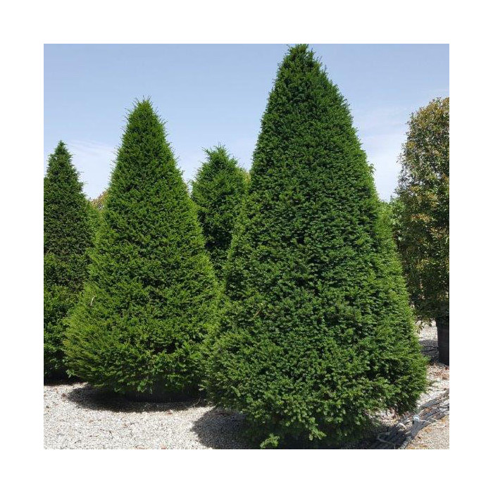 Taxus baccata