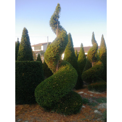 Taxus baccata
