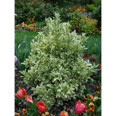 Euonymus japonicus 'Bravo'