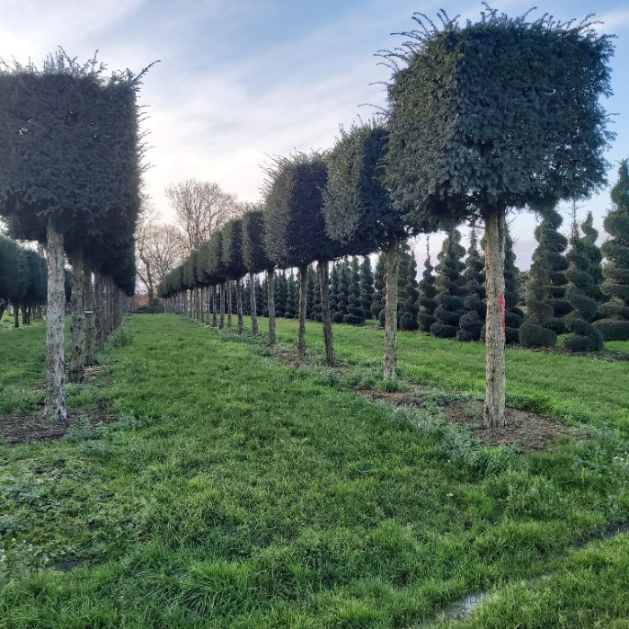 Taxus baccata