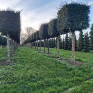 Taxus baccata