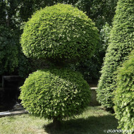 Taxus baccata