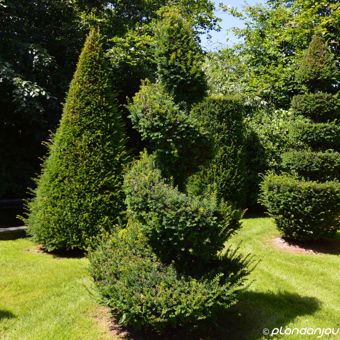 Taxus baccata