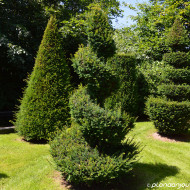 Taxus baccata