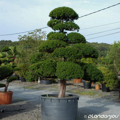 Taxus baccata