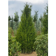 Taxus baccata