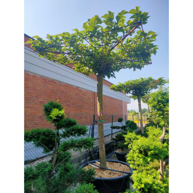 Morus alba 'Fruitless'