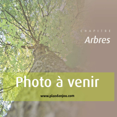 Tamarix ramosissima 'Rubra'