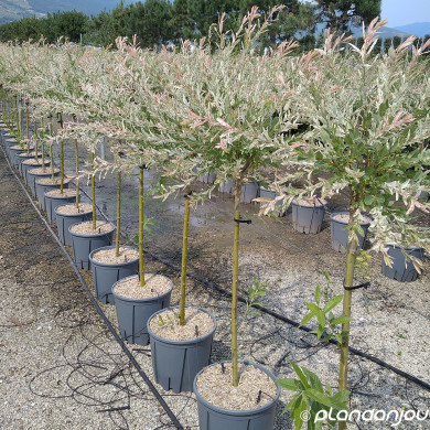 Salix integra 'Hakuro-nishiki'