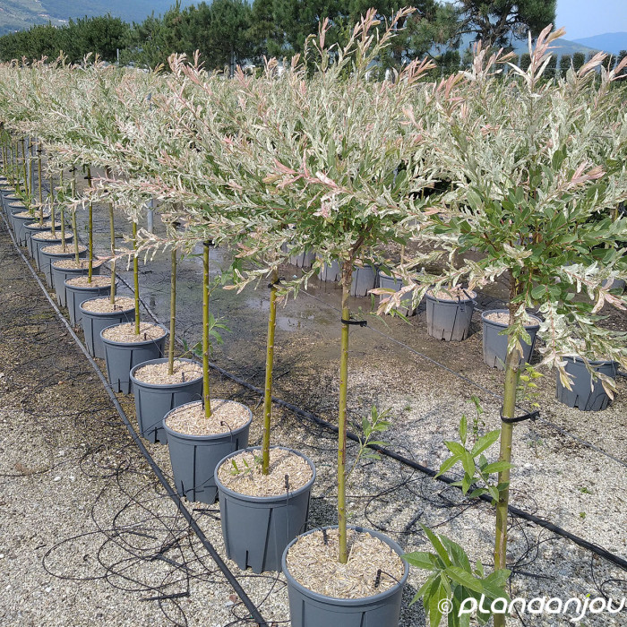 Salix integra 'Hakuro-nishiki'