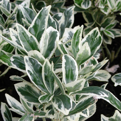Euonymus japonicus 'Bravo'