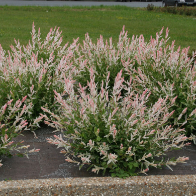 Salix integra 'Hakuro-nishiki'