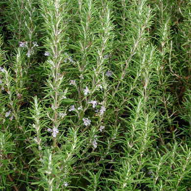Rosmarinus officinalis