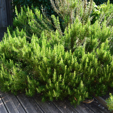 Rosmarinus officinalis