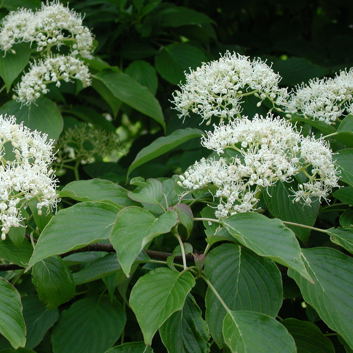 Cornus controversa