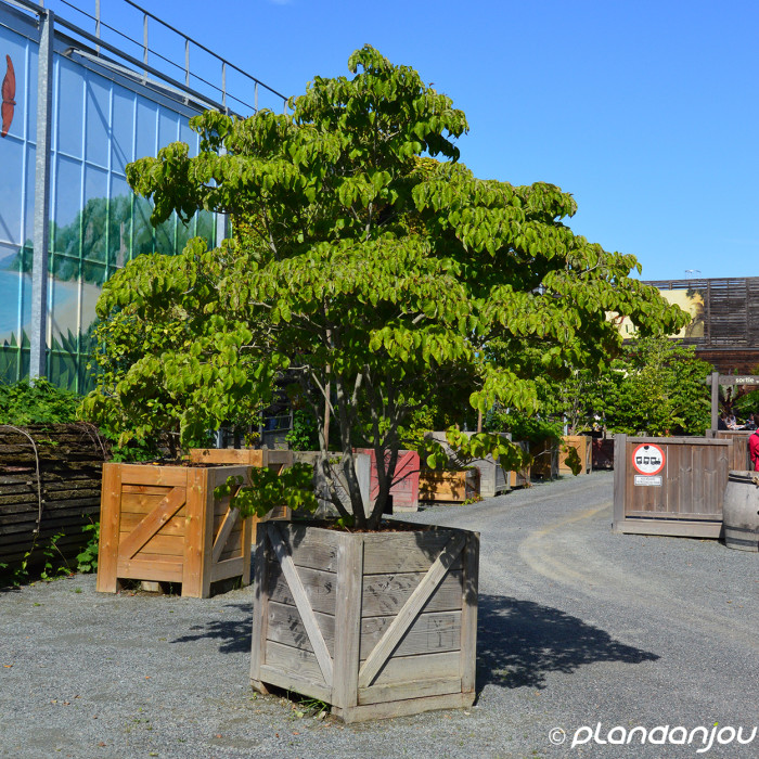 Cornus florida