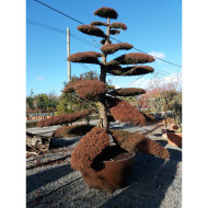 Cryptomeria japonica 'Elegans'