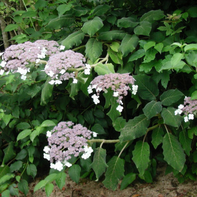 Hydrangea aspera subsp. 'Sargentiana'