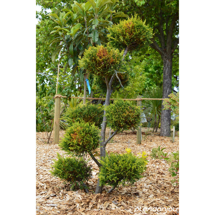 Cupressocyparis leylandii 'Castlewellan'