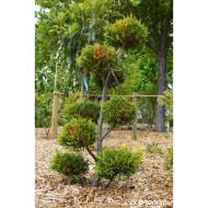 Cupressocyparis leylandii 'Castlewellan'