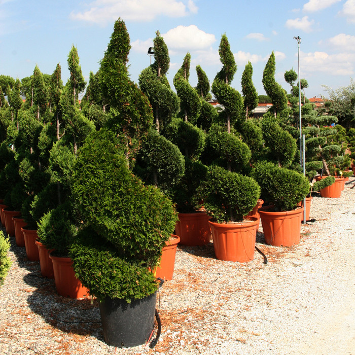 Cupressocyparis leylandii 'Castlewellan'