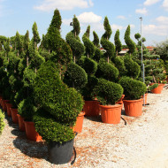 Cupressocyparis leylandii 'Castlewellan'