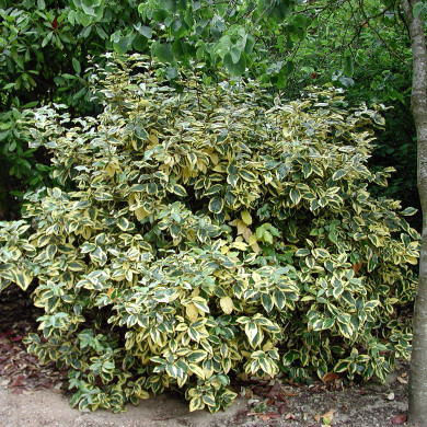 Elaeagnus x ebbingei 'Gilt Edge'