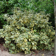 Elaeagnus x ebbingei 'Gilt Edge'