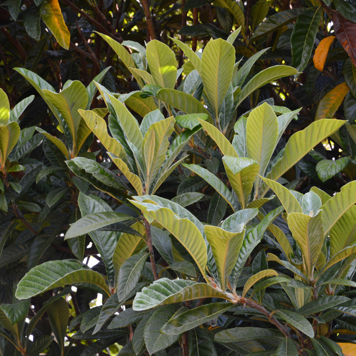 Eriobotrya japonica