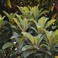 Eriobotrya japonica