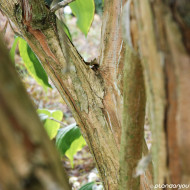 Heptacodium miconioides
