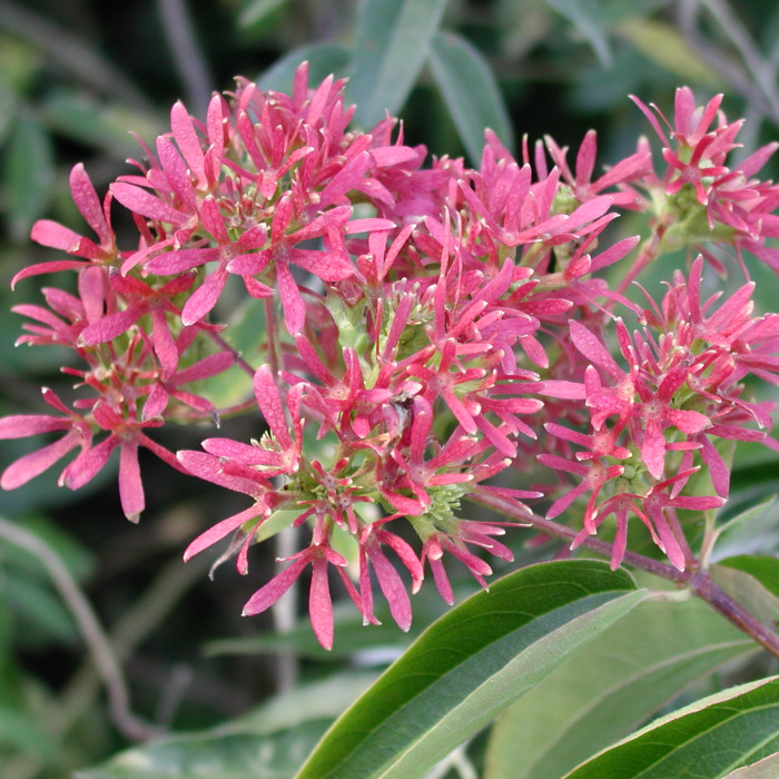 Heptacodium miconioides