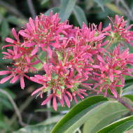 Heptacodium miconioides
