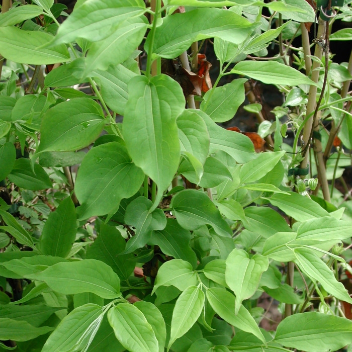 Heptacodium miconioides
