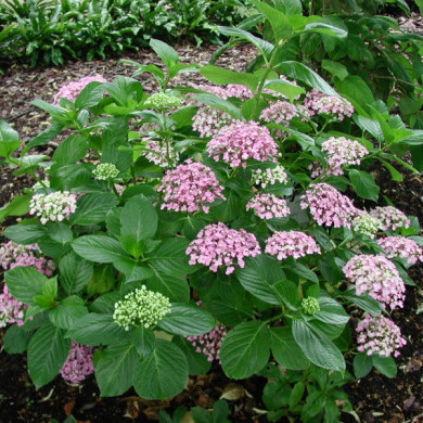 Hydrangea macrophylla 'Ayesha'
