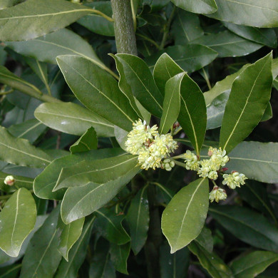 Laurus nobilis