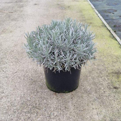 Lavandula angustifolia